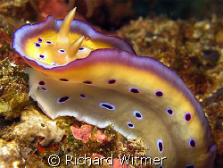 Chromodoris kuniei.  This nudibranch was raising and lowe... by Richard Witmer 